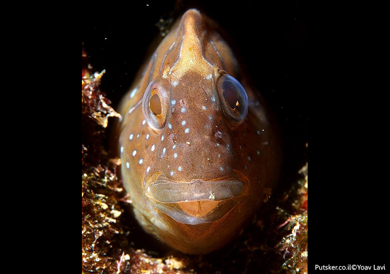 קרנון טווסי - Peacock blenny